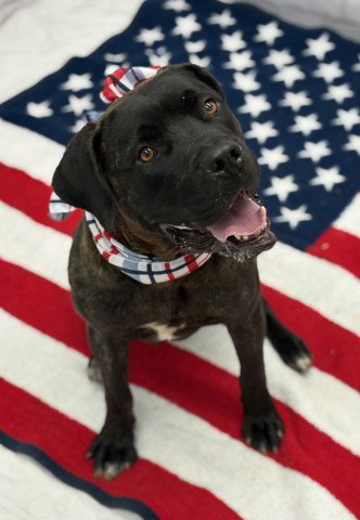 JADE JOLIE, an adoptable Cane Corso Mastiff in Detroit, MI