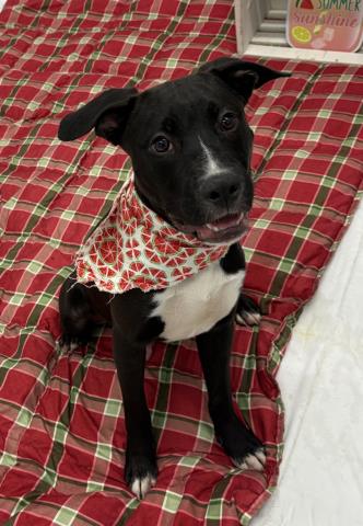 OSCAR, an adoptable Pit Bull Terrier in Detroit, MI