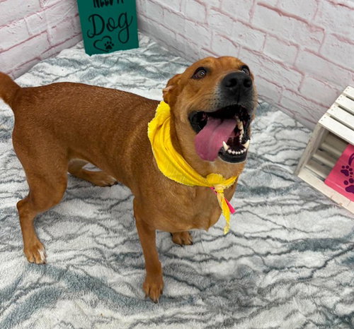 KOFIA, an adoptable rescue dog