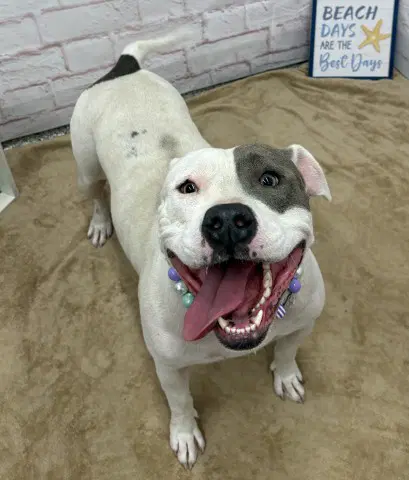 Tap Shoes - Pit Bull Terrier