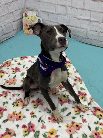 TAZ, an adoptable dog
