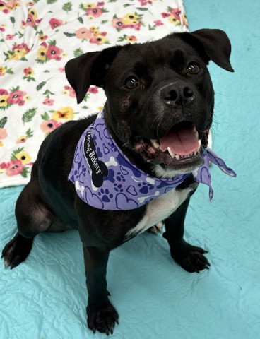 SOLANGE FERNEX, an adoptable dog