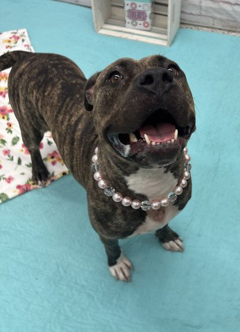 GROOVEY, an adoptable dog