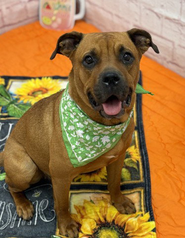 RYDEN, an adoptable dog