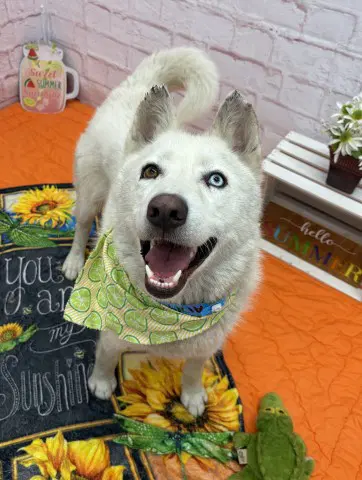 Charlie - Husky