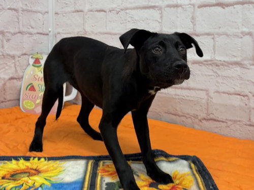 FETCH AVE, an adoptable dog