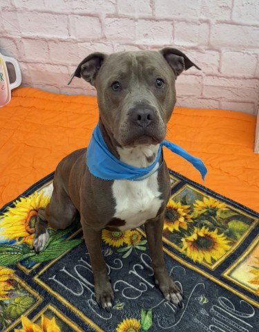 DOMINO, an adoptable dog