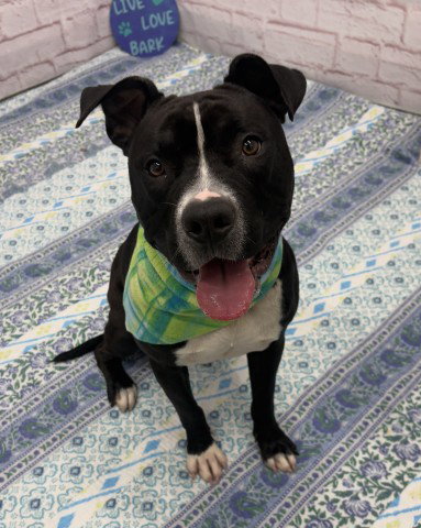 KRONK, an adoptable dog