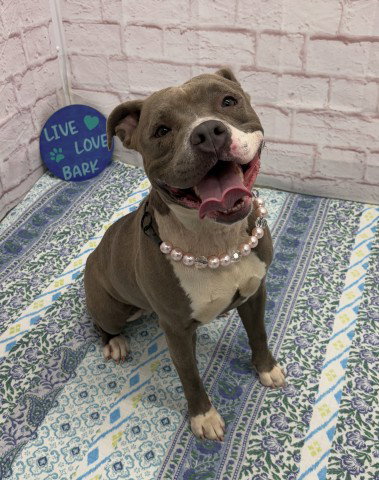 ST MARY, an adoptable dog