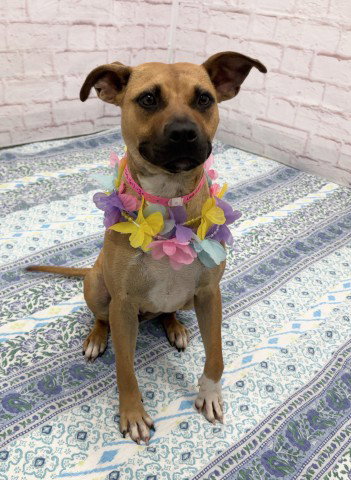 KNEEHIGH, an adoptable dog