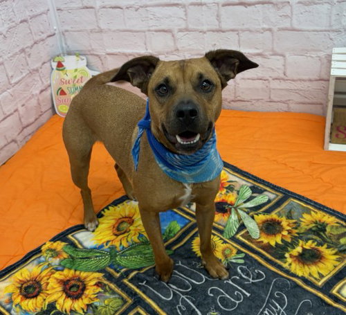 STACKS, an adoptable dog