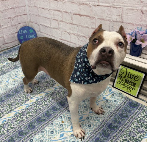 CHESTER, an adoptable dog