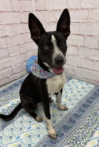 ROXY HEART, an adoptable dog