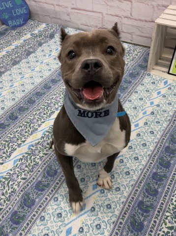 BEAR, an adoptable dog
