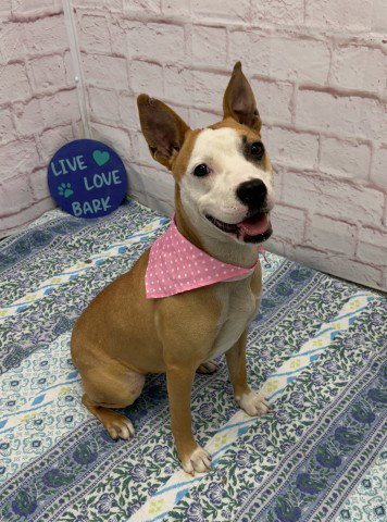 RASTA, an adoptable dog