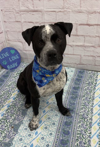 PORKPIE, an adoptable dog
