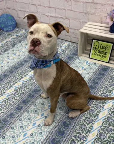 Royal King - American Staffordshire Terrier