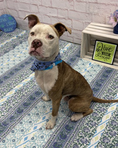 ROYAL KING, an adoptable dog