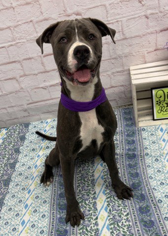 MUKLUK, an adoptable dog