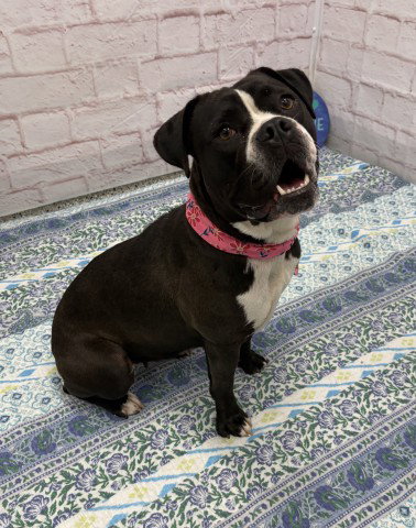 GO-GO, an adoptable dog