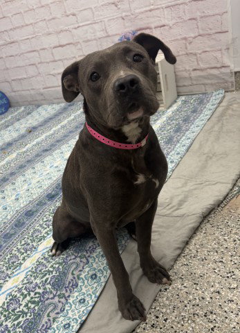 JELLIES, an adoptable dog