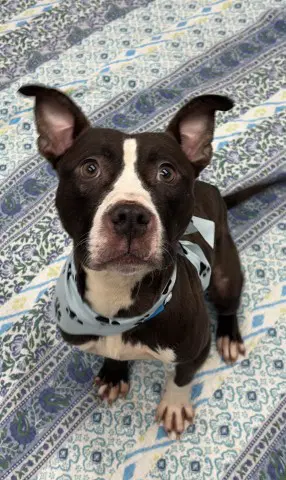 Parkhurst - Pit Bull Terrier
