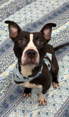 PARKHURST, an adoptable dog