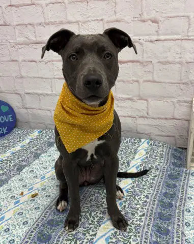 Cardoni - Pit Bull Terrier