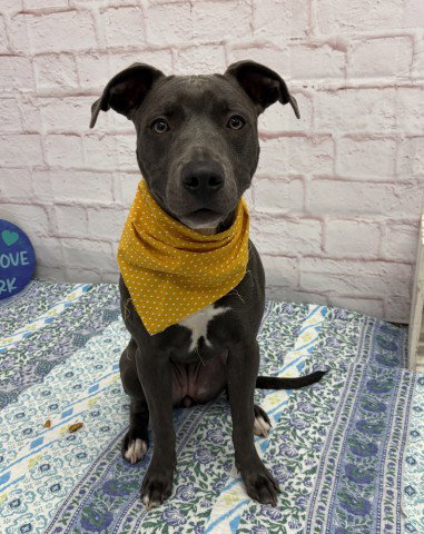 CARDONI, an adoptable dog