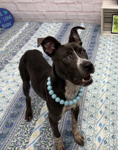 BINKY COW, an adoptable dog