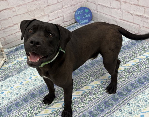 BLAZER DAZER, an adoptable dog