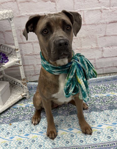 MENOMINEE, an adoptable dog