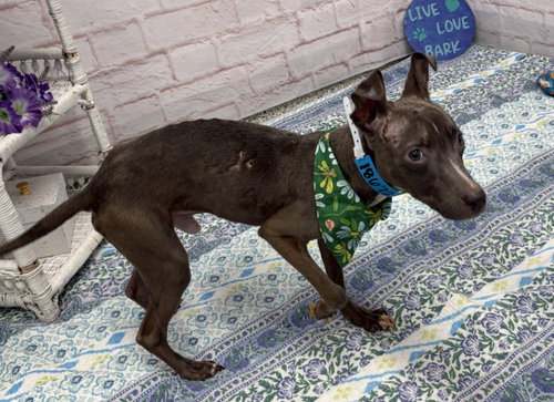 KINGSLEY, an adoptable dog