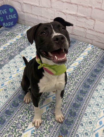VASILY, an adoptable dog