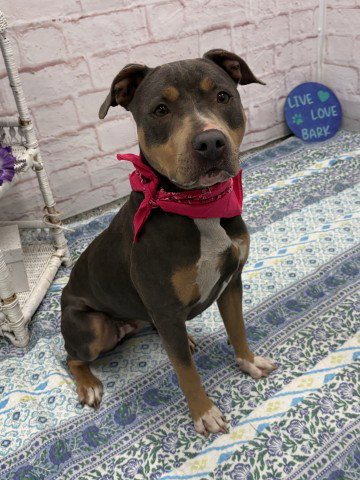 PURITAN, an adoptable dog