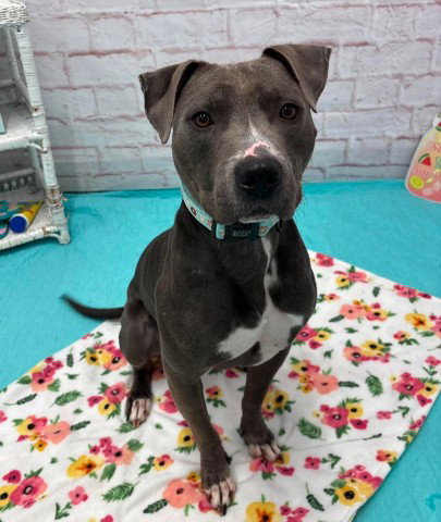 HARVEY, an adoptable dog