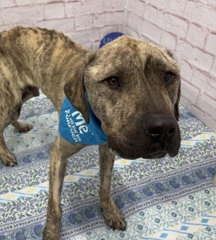 FLETCHER POND, an adoptable dog