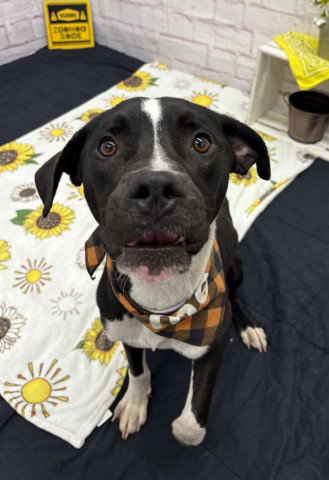 DAGMAR, an adoptable dog