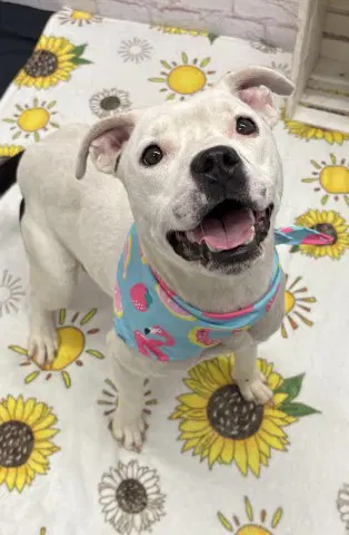 Wylie - American Staffordshire Terrier