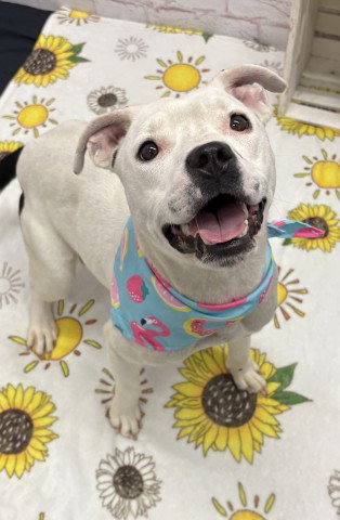 WYLIE, an adoptable dog