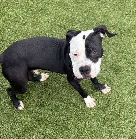 KOLB, an adoptable dog