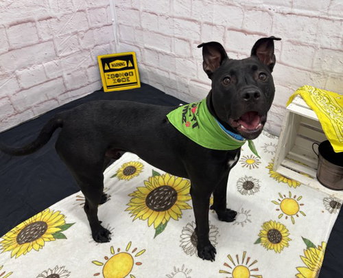 ADIEU, an adoptable dog