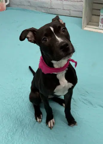 Coco - Pit Bull Terrier