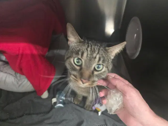 Buddy - Domestic Short Hair