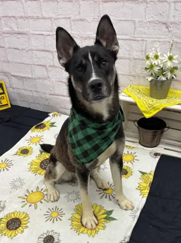 Zelter - Carolina Dog