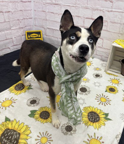 APPLE LEANA, an adoptable dog