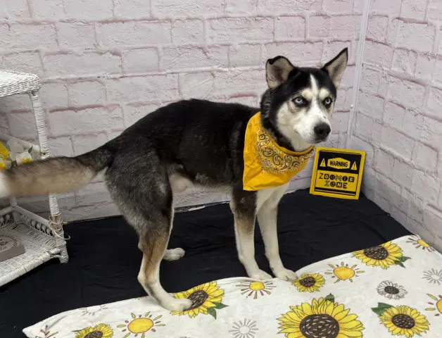 Jefferson - Husky
