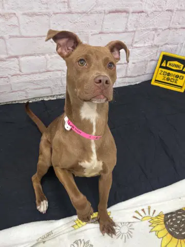 Harper - Pit Bull Terrier