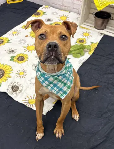 Vernor - Pit Bull Terrier
