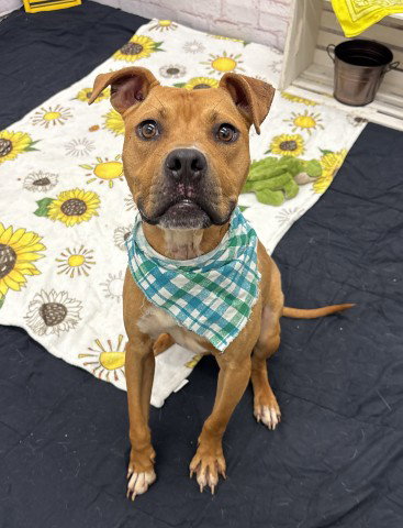 VERNOR, an adoptable dog